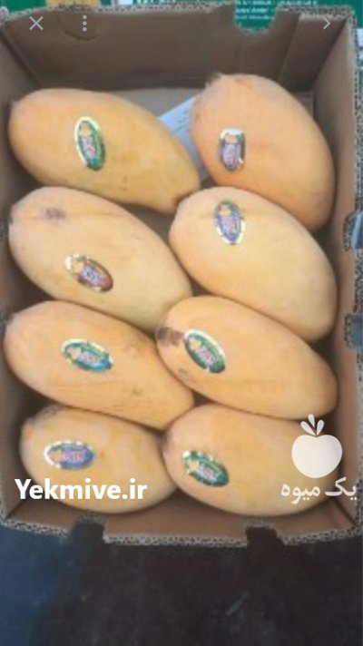 انبه پاکستانی و محلی درجه 1 در زاینده رود در گروه خرید و فروش انبه در یکمیوه -عکس1