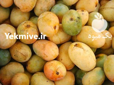 انبه پاکستانی و محلی درجه 1 در زاینده رود در گروه خرید و فروش انبه در یکمیوه -عکس2