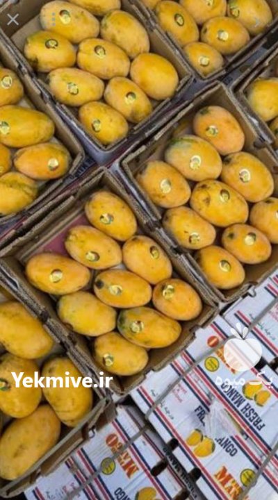 انبه پاکستانی و محلی درجه 1 در زاینده رود در گروه خرید و فروش انبه در یکمیوه -عکس3