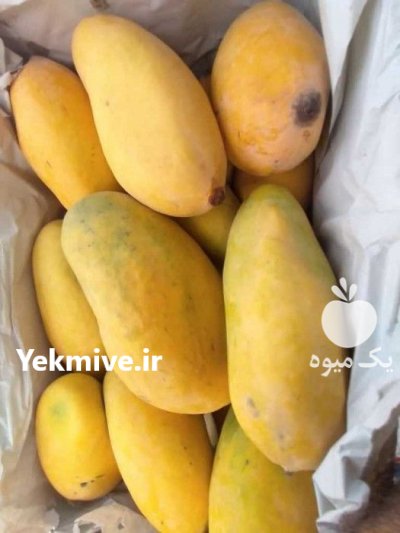انبه پاکستانی و محلی درجه 1 در زاینده رود در گروه خرید و فروش انبه در یکمیوه -عکس4