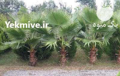 گل و گیاه حیاطی و آپارتمانی در سنگر در گروه خرید و فروش گیاهان زینتی در یکمیوه -عکس1