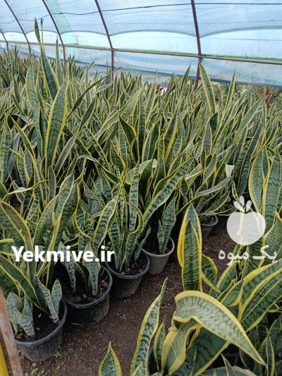 گل و گیاه حیاطی و آپارتمانی در سنگر در گروه خرید و فروش گیاهان زینتی در یکمیوه -عکس2