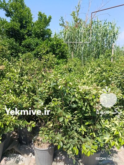گل و گیاه حیاطی و آپارتمانی در سنگر در گروه خرید و فروش گیاهان زینتی در یکمیوه -عکس3