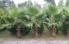 گل و گیاه حیاطی و آپارتمانی در سنگر در گروه خرید و فروش گیاهان زینتی در یکمیوه