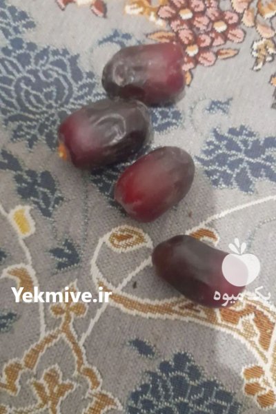 خرمای تازه تازه درجه یک در شیراز در گروه خرید و فروش خرما در یکمیوه -عکس2