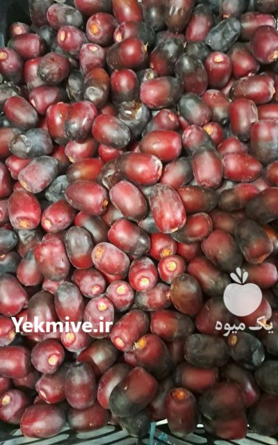 خرمای تازه تازه درجه یک در شیراز در گروه خرید و فروش خرما در یکمیوه -عکس3