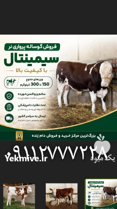 فروش گوساله نر و ماده سیمینتال در آق قلا در گروه گاو و گوسفند و میش و بز کهره گوساله در یکمیوه -عکس1