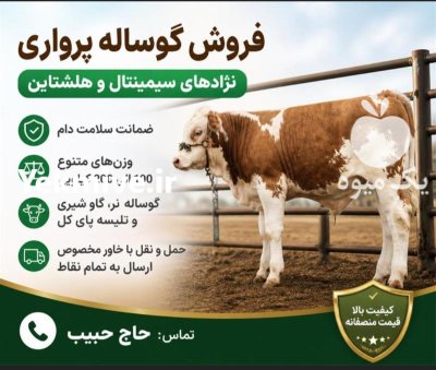 فروش گوساله نر و ماده سیمینتال در آق قلا در گروه گاو و گوسفند و میش و بز کهره گوساله در یکمیوه -عکس2
