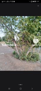 خرید چوب های خشک در سلطان آباد در گروه خرید و فروش انواع چوب در یکمیوه