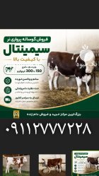 فروش گوساله نر و ماده سیمینتال در آق قلا در گروه گاو و گوسفند و میش و بز کهره گوساله در یکمیوه