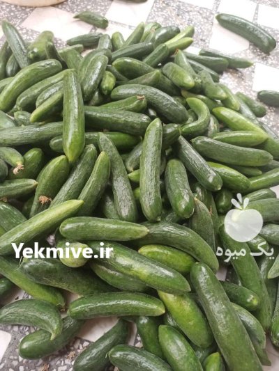 خیار ویکتور کیفیت عالی در ساری در گروه خرید و فروش خیار در یکمیوه -عکس1