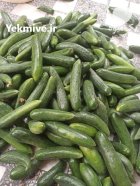 خیار ویکتور کیفیت عالی در ساری در گروه خرید و فروش خیار در یکمیوه