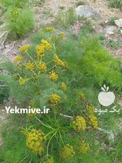 فروش کاه گلرنگ تحویل قیمت توافقی در سیدان در گروه خرید و فروش گیاهان صنعتی در یکمیوه -عکس1