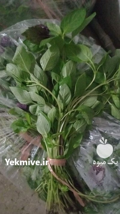 سبزی خوردن دسته ای در اصفهان در گروه خرید و فروش سبزی های برگی در یکمیوه -عکس1
