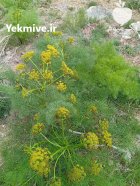 فروش کاه گلرنگ تحویل قیمت توافقی در سیدان در گروه خرید و فروش گیاهان صنعتی در یکمیوه