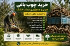 خرید چوب باغی خدمات تخصصی هرس در طرقبه در گروه خرید و فروش انواع چوب در یکمیوه