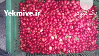 ذغال اخته در تهران در گروه خرید و فروش محصولات باغبانی در یکمیوه -عکس1