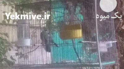 بلبل خرما جفت در تهران در گروه خرید و فروش انواع پرنده در یکمیوه -عکس1