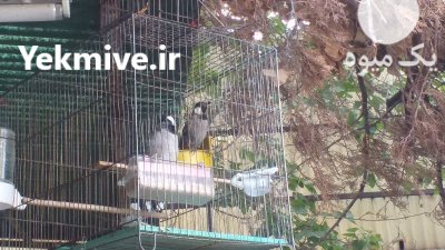 بلبل خرما جفت در تهران در گروه خرید و فروش انواع پرنده در یکمیوه -عکس2