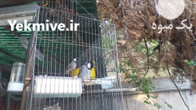 بلبل خرما جفت در تهران در گروه خرید و فروش انواع پرنده در یکمیوه -عکس3