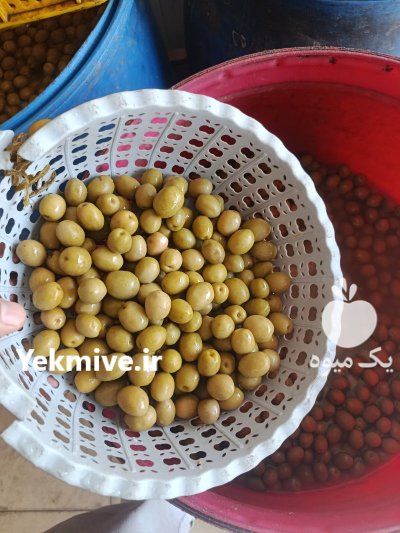 پخش زیتون در منجیل در گروه خرید و فروش زیتون در یکمیوه -عکس1