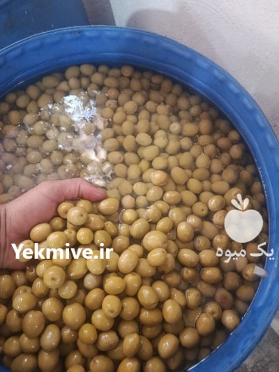 پخش زیتون در منجیل در گروه خرید و فروش زیتون در یکمیوه -عکس3
