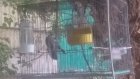 بلبل خرما جفت در تهران در گروه خرید و فروش انواع پرنده در یکمیوه