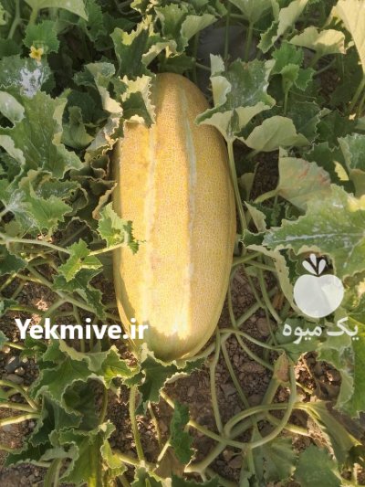خربزه مشهدی در ماه نشان در گروه خرید و فروش خربزه در یکمیوه -عکس1