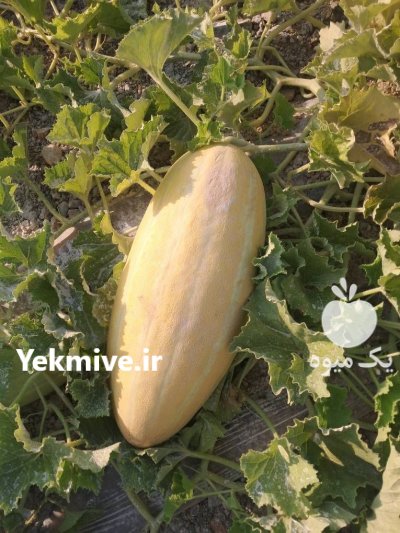خربزه مشهدی در ماه نشان در گروه خرید و فروش خربزه در یکمیوه -عکس2