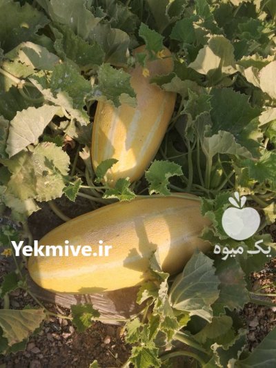 خربزه مشهدی در ماه نشان در گروه خرید و فروش خربزه در یکمیوه -عکس3