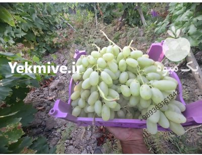 فروش عمده انگور ریش بابا رطبی در کوار در گروه خرید و فروش انگور در یکمیوه -عکس1
