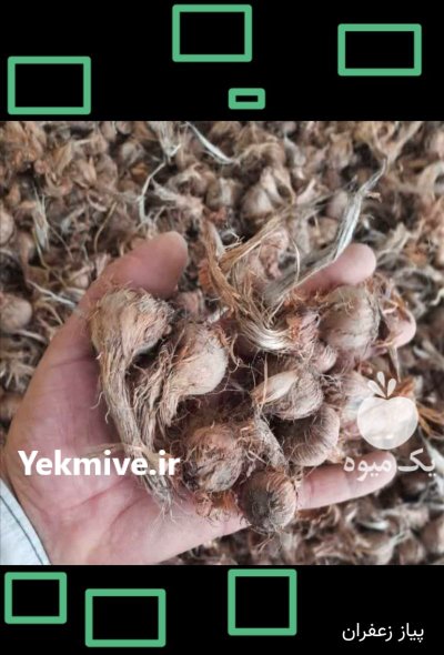 پیاز زعفران عمده تناژ در کرج در گروه خرید و فروش زعفران در یکمیوه -عکس1