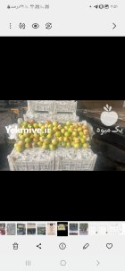 اجاره محصول باغ شلیل شمس در تاکستان در گروه اجاره باغ میوه در یکمیوه
