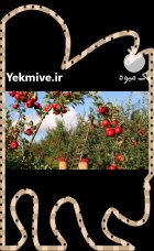آموزش کشاورزی و دامداری با مدرک حرفه ای در تهران در گروه دوره آموزش کشاورزی در یکمیوه