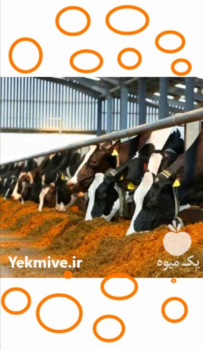 جو سویا ذرت دامی خوراک دام در تهران در گروه خوراک دام و طیور در یکمیوه -عکس1