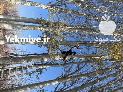چوب کبود در تبریز در گروه خرید و فروش انواع چوب در یکمیوه -عکس1
