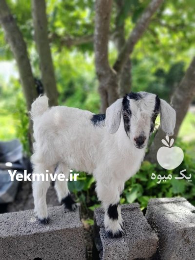 فروش بزغاله در رشت در گروه گاو و گوسفند و میش و بز کهره گوساله در یکمیوه -عکس3