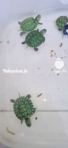 لاکپشت گوش قرمز در اصفهان در گروه حیوانات خانگی در یکمیوه