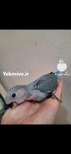 طوطی برزیلی در تهران در گروه خرید و فروش انواع پرنده در یکمیوه
