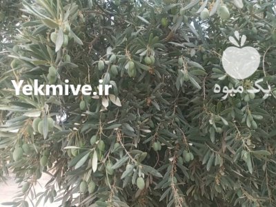 فروش زیتون سر درختی در فسا در گروه خرید و فروش زیتون در یکمیوه -عکس1