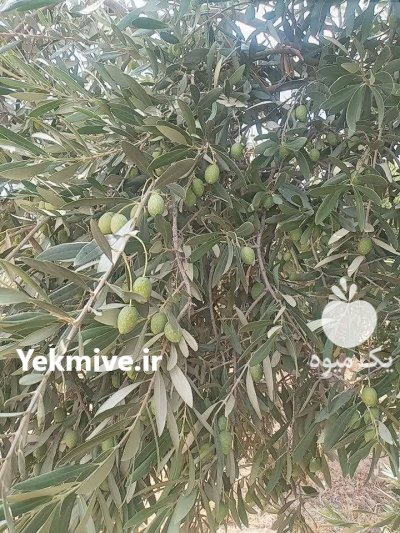 فروش زیتون سر درختی در فسا در گروه خرید و فروش زیتون در یکمیوه -عکس2