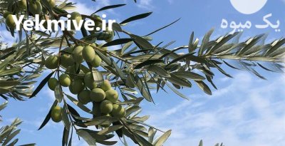 فروش زیتون سر درختی در فسا در گروه خرید و فروش زیتون در یکمیوه -عکس3