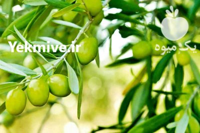 فروش زیتون سر درختی در فسا در گروه خرید و فروش زیتون در یکمیوه -عکس4
