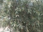 فروش زیتون سر درختی در فسا در گروه خرید و فروش زیتون در یکمیوه