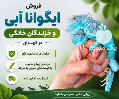 حیوانات خانگی فروش ایگوانا در تهران در گروه حیوانات خانگی در یکمیوه -عکس1