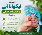 حیوانات خانگی فروش ایگوانا در تهران در گروه حیوانات خانگی در یکمیوه