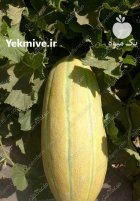 خربزه تربت جام در خراسان رضوی در گروه خرید و فروش خربزه در یکمیوه