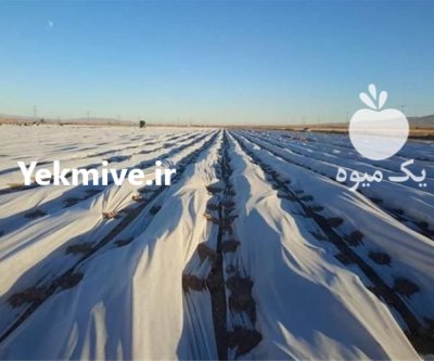 کاور ضد سرمازدگی کشاورزی در آباده در گروه خرید و فروش توری گلخانه در یکمیوه -عکس1