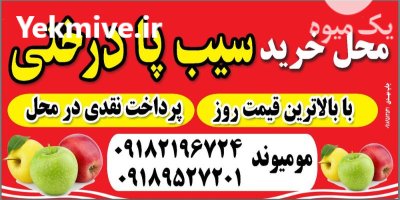 سیب پادرختی در نهاوند در گروه خرید و فروش سیب در یکمیوه -عکس1