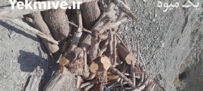 فروش چوب بید کویتی یا شمشاد 10 تن در کهنوج در گروه خرید و فروش انواع چوب در یکمیوه -عکس1